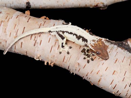 Sable Lilly White Male (SBLW-0130-3)