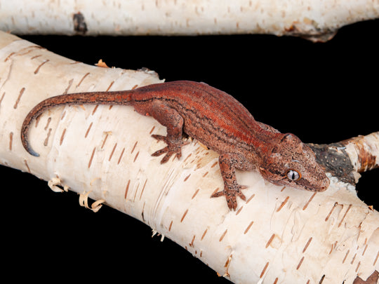 Male Stripe (G56-0130-3)