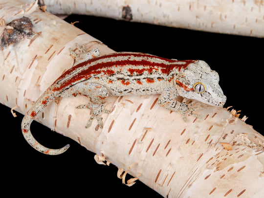 Male Red Stripe (G11-0130-4)