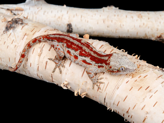 Male Red Stripe (G11-0130-5)