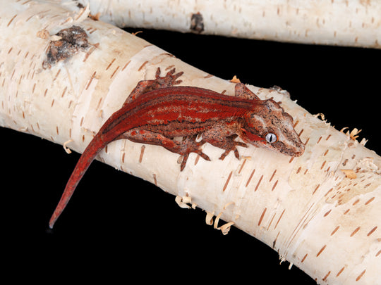 Female Red Stripe (G12-0130-6)