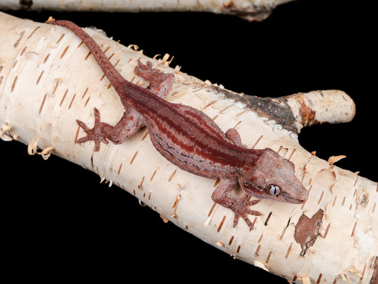 Female Red Stripe (G56-0130-7)