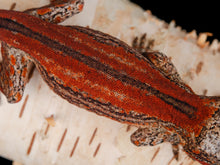 Load image into Gallery viewer, [ID:532ZUK]
