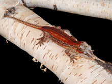 Load image into Gallery viewer, [ID:05GZUJ]
