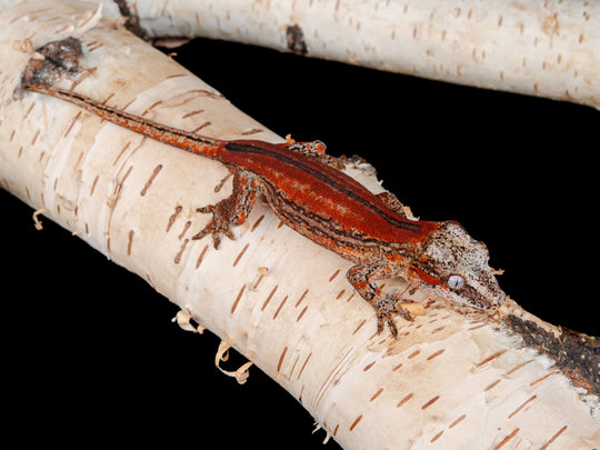 Female Stripe (G3-0130-11)