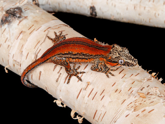 Prob. Female Red Stripe (G3-0130-13)