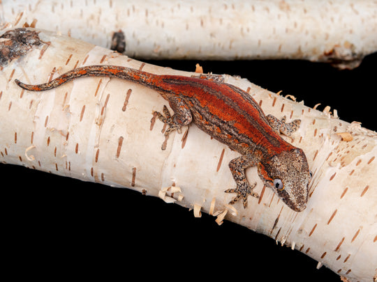 Prob. Female Red Stripe (G56-0130-14)