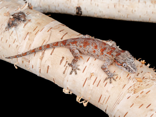 Un. Blotch (G8-0130-1)