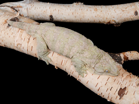 Moro Female (MORO45-0410-5)