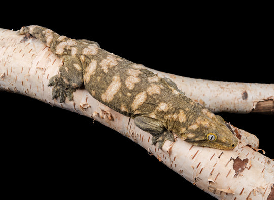 Granite Female (GRAN1-0410-2)
