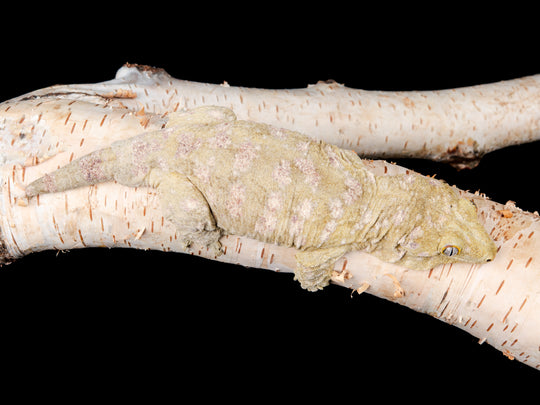 Moro Female (MORO-0410-1)