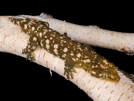 Granite Male (GRAN1-0410-10)