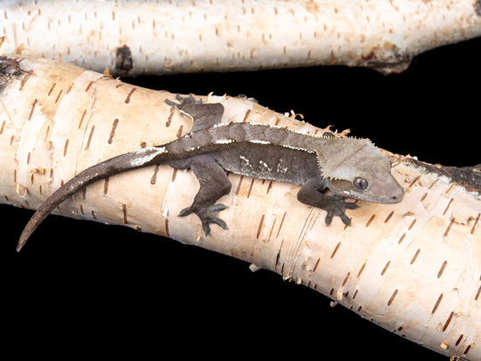 Male Axanthic (AX-0515-2)