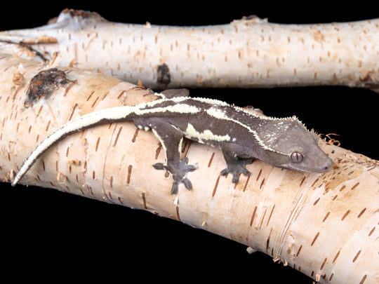 Male Lilly White Axanthic (LWAX-0515-4)