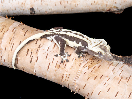 Male Lilly White Axanthic (LWAX-0515-5)