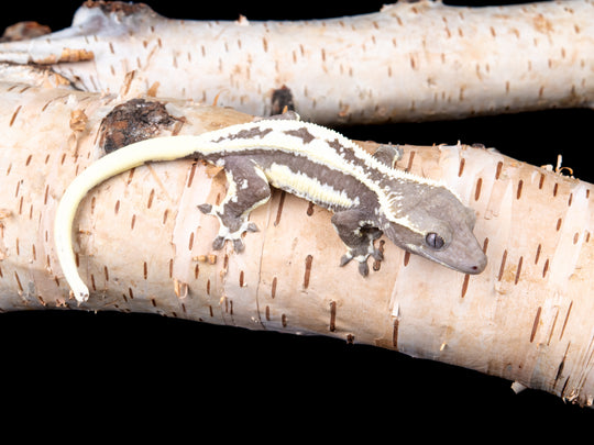 Prob. Female Lilly White Axanthic (LWAX-0515-7)