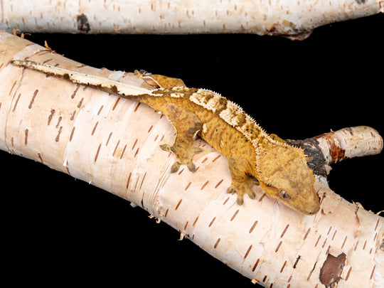Female 100% Het Axanthic ((ax)-0515-8)