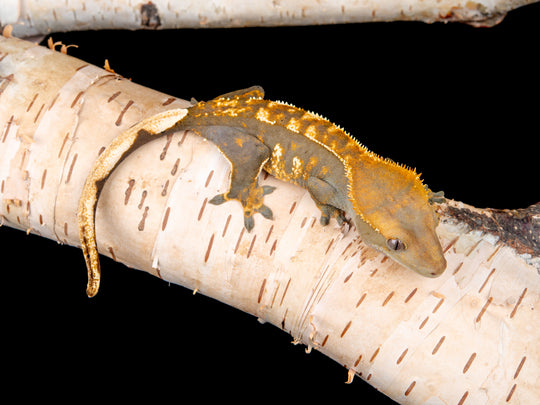 Female 100% Het Axanthic ((ax)-0515-11)