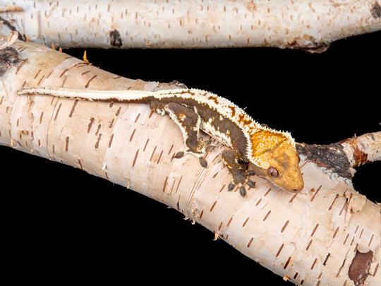 Male Lilly White 100% Het Axanthic (LW(ax)-0515-15)