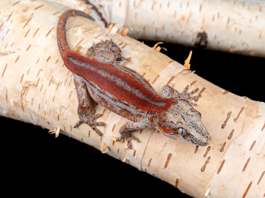 Prob. Female G57-0621-2