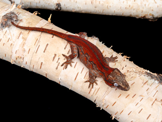 Prob. Female G57-0621-5