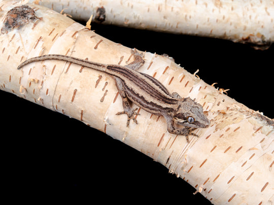 Prob. Female G1-0621-8