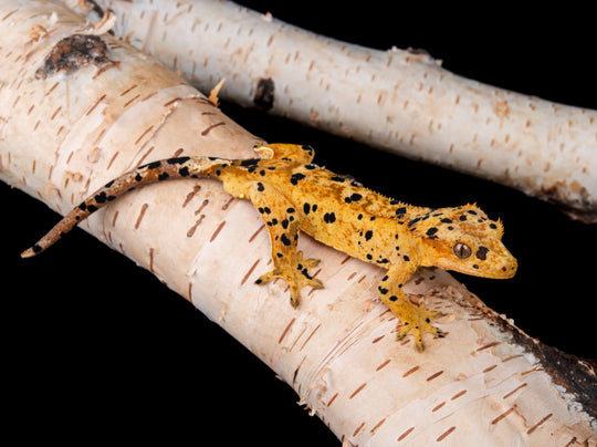 Male Dalmatian NGM-0621-4