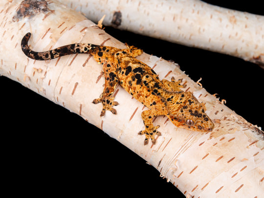 Male Super Dalmatian NGM-0621-5