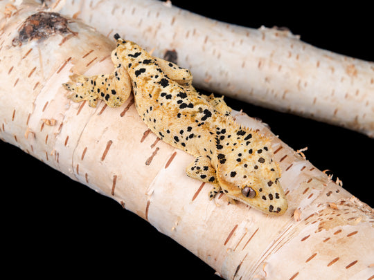 Male Dalmatian NGM-0621-6