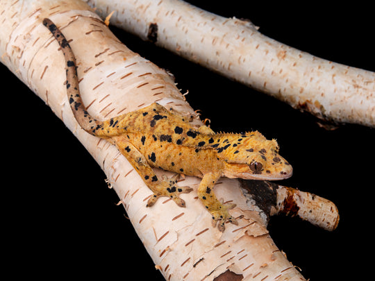 Female Dalmatian NGF-0621-2