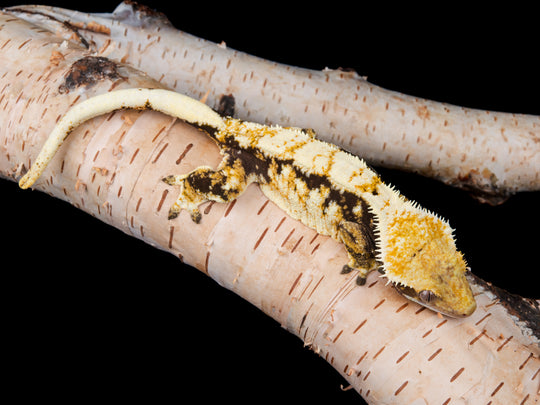 Female Harlequin NGF-0621-3