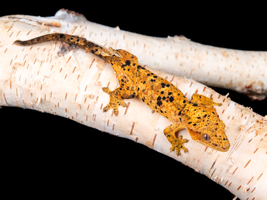 Female Dalmatian NGF-0621-6