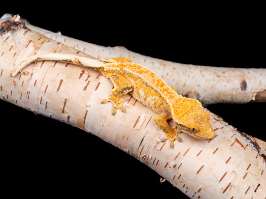 Female Pinstripe NGF-0621-8