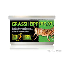 Load image into Gallery viewer, Exo Terra Canned Grasshoppers
