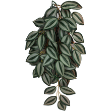 Load image into Gallery viewer, Komodo Climbing Plant Zebrina

