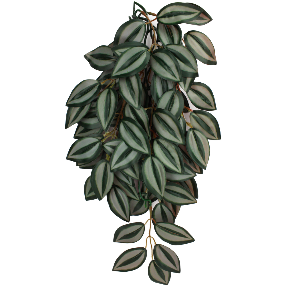 Komodo Climbing Plant Zebrina