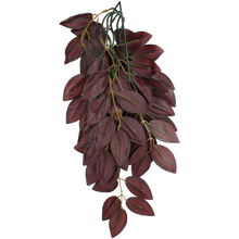 Load image into Gallery viewer, Komodo Climbing Plant Zebrina
