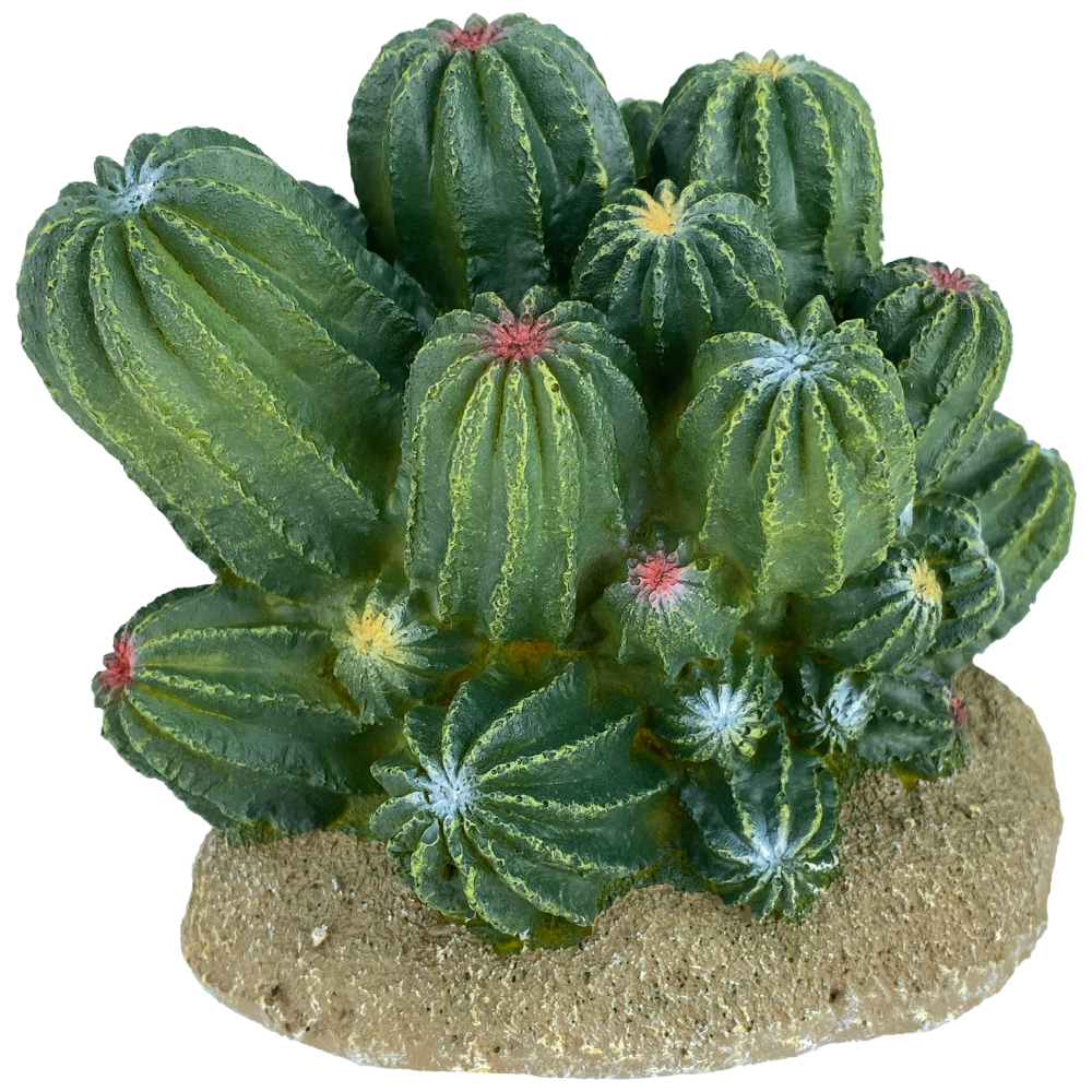 Komodo Barrell Cactus 4