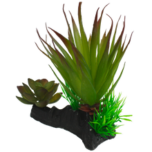 Load image into Gallery viewer, Komodo Succulent

