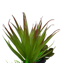 Load image into Gallery viewer, Komodo Succulent
