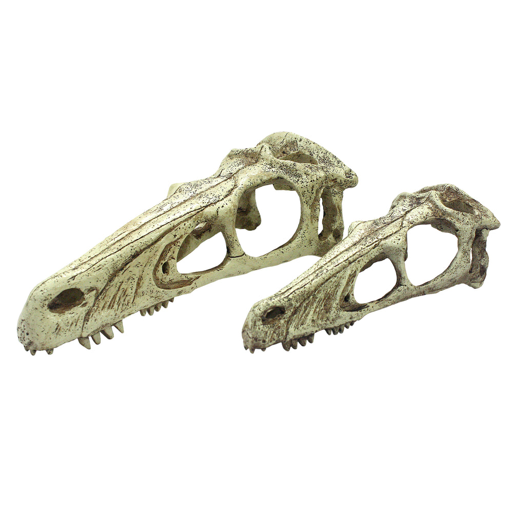 Komodo Raptor Skull