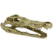 Load image into Gallery viewer, Komodo Alligator Skull
