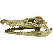 Load image into Gallery viewer, Komodo Alligator Skull
