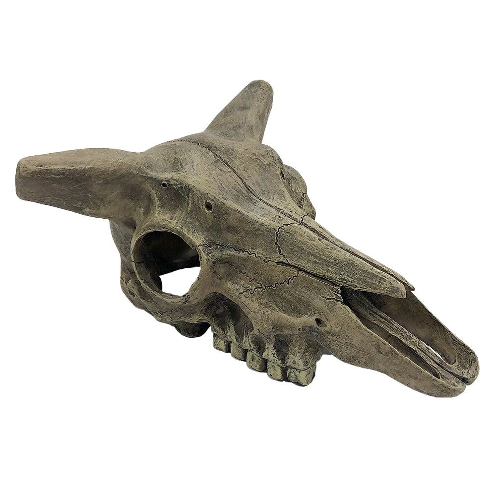 Komodo Deer Skull