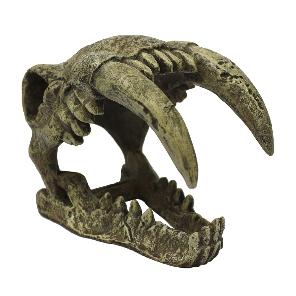 Komodo Saber Tooth Skull