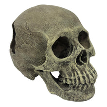 Load image into Gallery viewer, Komodo Human Skull Full
