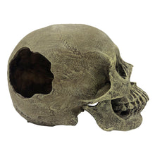 Load image into Gallery viewer, Komodo Human Skull Full
