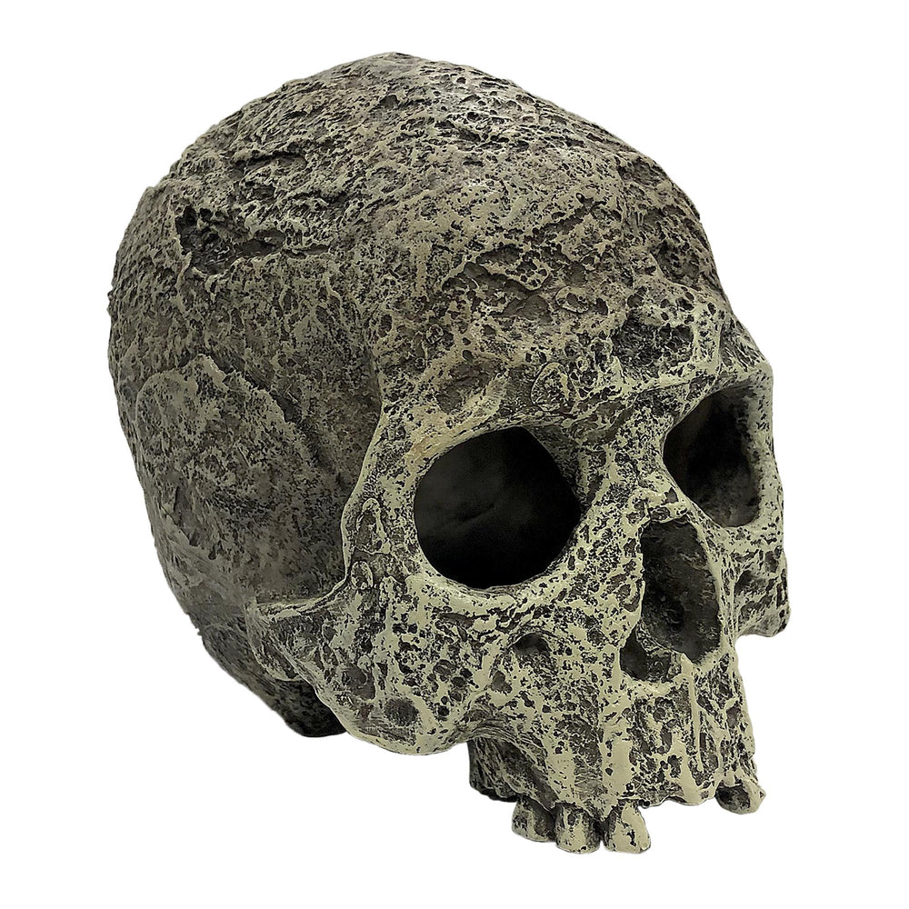 Komodo Human Skull Textured