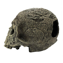 Load image into Gallery viewer, Komodo Human Skull Textured
