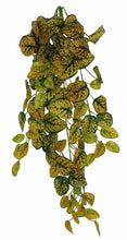 Load image into Gallery viewer, Pangea Hanging Bush Japanese Laurel
